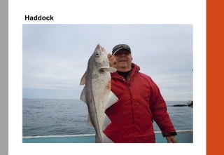 Haddock
 