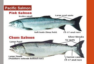 Pacific Salmon
 