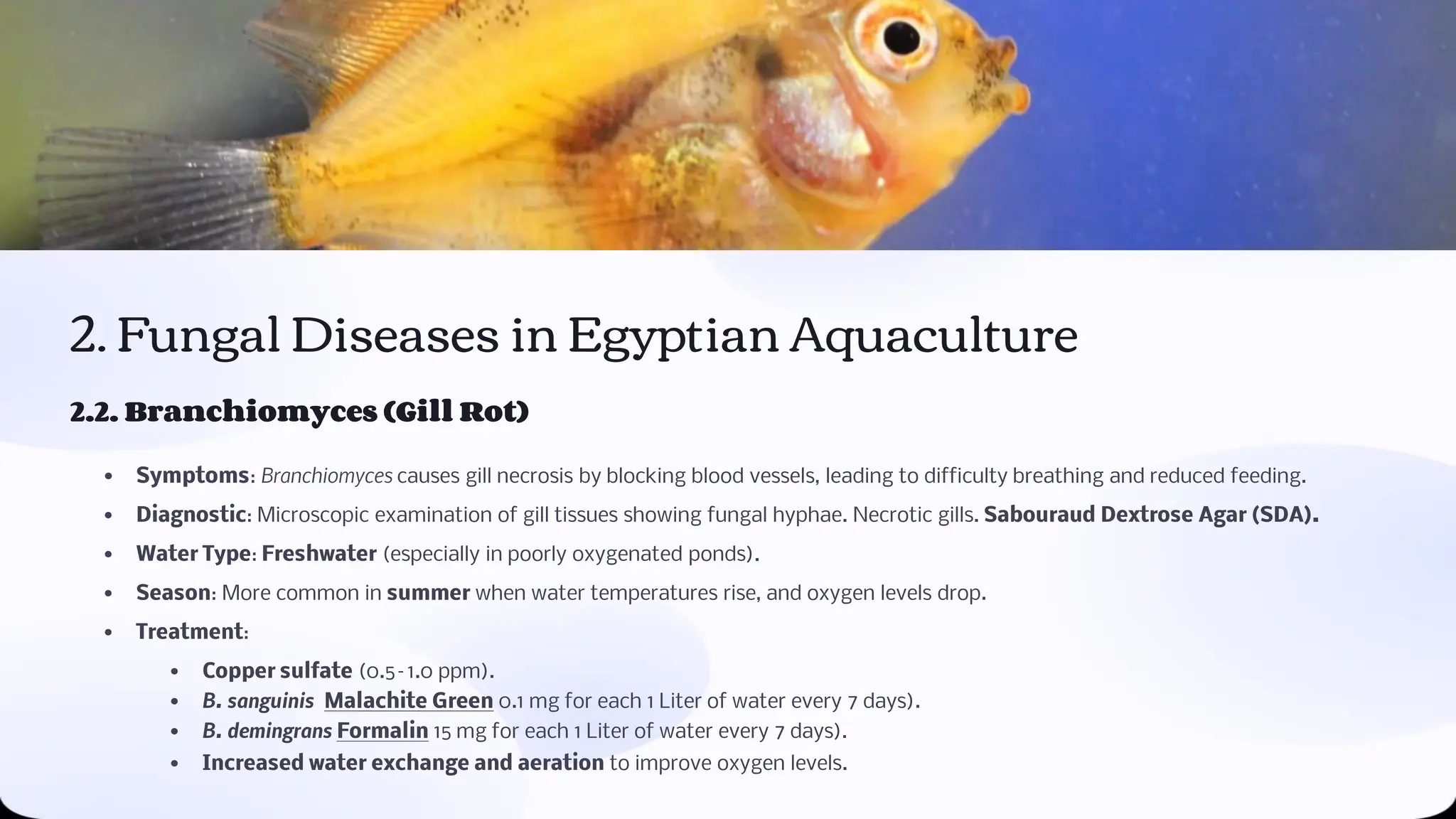 Fish Diseases in Egyptian Aquaculture Eng. Basel Ahmed | PPT