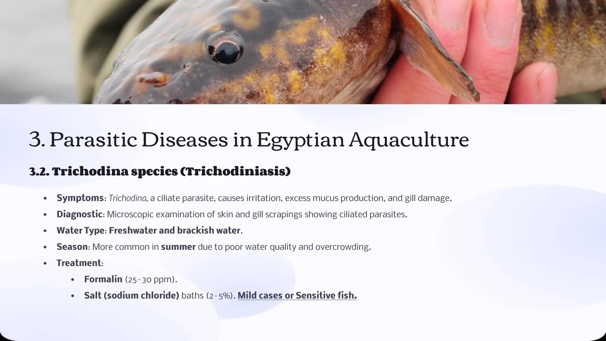 Fish Diseases in Egyptian Aquaculture Eng. Basel Ahmed | PPT