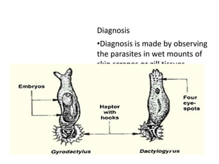 Protozoa In Fish fish-diseases-(Protozoan & Ectoparasitic).pdf