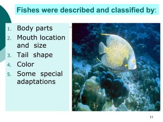 1. Body parts
2. Mouth location
and size
3. Tail shape
4. Color
5. Some special
adaptations
Fishes were described and classified by:
11
 