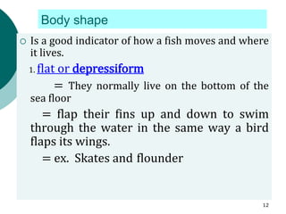 Body shape
 Is a good indicator of how a fish moves and where
it lives.
1. flat or depressiform
= They normally live on the bottom of the
sea floor
= flap their fins up and down to swim
through the water in the same way a bird
flaps its wings.
= ex. Skates and flounder
12
 