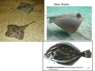 Oban Skates
Stingray
13
 