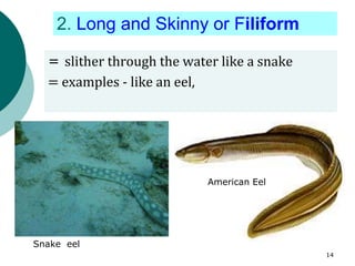 = slither through the water like a snake
= examples - like an eel,
2. Long and Skinny or Filiform
American Eel
Snake eel
14
 