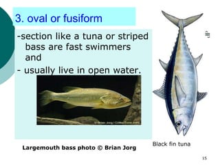 3. oval or fusiform
-section like a tuna or striped
bass are fast swimmers
and
- usually live in open water.
Black fin tuna
Largemouth bass photo © Brian Jorg
15
 