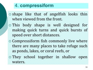 4. compressiform
 shape like that of angelfish looks thin
when viewed from the front.
 This body shape is well designed for
making quick turns and quick bursts of
speed over short distances.
 Compressiform fish commonly live where
there are many places to take refuge such
as ponds, lakes, or coral reefs, or
 They school together in shallow open
waters.
16
 