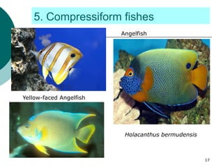 5. Compressiform fishes
Angelfish
Yellow-faced Angelfish
Holacanthus bermudensis
17
 