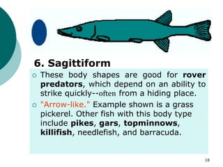  These body shapes are good for rover
predators, which depend on an ability to
strike quickly--often from a hiding place.
 "Arrow-like." Example shown is a grass
pickerel. Other fish with this body type
include pikes, gars, topminnows,
killifish, needlefish, and barracuda.
6. Sagittiform
18
 