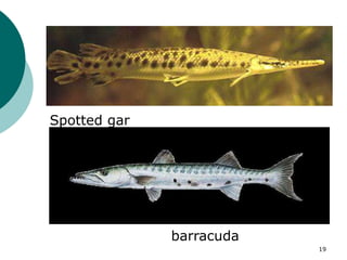 Spotted gar
barracuda
19
 