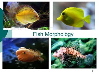 Fish Morphology
2
 