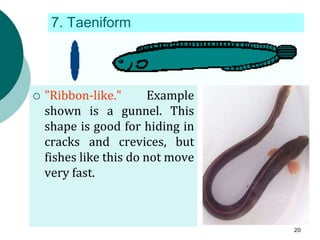  "Ribbon-like." Example
shown is a gunnel. This
shape is good for hiding in
cracks and crevices, but
fishes like this do not move
very fast.
7. Taeniform
20
 