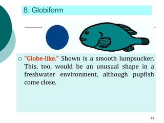 8. Globiform
 "Globe-like." Shown is a smooth lumpsucker.
This, too, would be an unusual shape in a
freshwater environment, although pupfish
come close.
21
 
