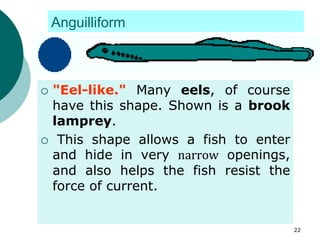 Anguilliform
 "Eel-like." Many eels, of course
have this shape. Shown is a brook
lamprey.
 This shape allows a fish to enter
and hide in very narrow openings,
and also helps the fish resist the
force of current.
22
 