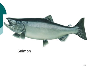 Salmon
25
 