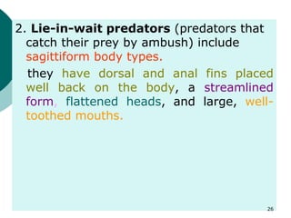 2. Lie-in-wait predators (predators that
catch their prey by ambush) include
sagittiform body types.
they have dorsal and anal fins placed
well back on the body, a streamlined
form, flattened heads, and large, well-
toothed mouths.
26
 