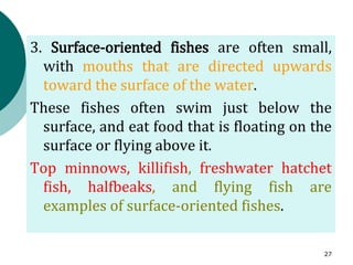 3. Surface-oriented fishes are often small,
with mouths that are directed upwards
toward the surface of the water.
These fishes often swim just below the
surface, and eat food that is floating on the
surface or flying above it.
Top minnows, killifish, freshwater hatchet
fish, halfbeaks, and flying fish are
examples of surface-oriented fishes.
27
 