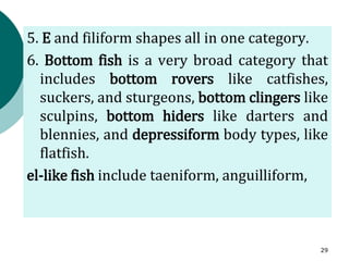 5. E and filiform shapes all in one category.
6. Bottom fish is a very broad category that
includes bottom rovers like catfishes,
suckers, and sturgeons, bottom clingers like
sculpins, bottom hiders like darters and
blennies, and depressiform body types, like
flatfish.
el-like fish include taeniform, anguilliform,
29
 