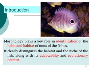 Introduction
Morphology plays a key role in identification of the
habit and habitat of most of the fishes.
It clearly distinguish the habitat and the niche of the
fish, along with its adaptability and evolutionary
pattern.
3
 
