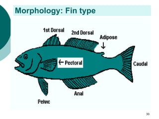 Morphology: Fin type
30
 