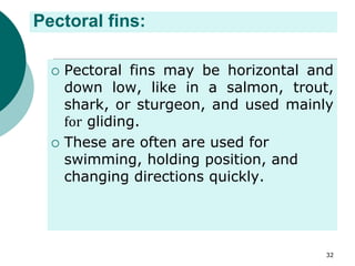 Pectoral fins:
 Pectoral fins may be horizontal and
down low, like in a salmon, trout,
shark, or sturgeon, and used mainly
for gliding.
 These are often are used for
swimming, holding position, and
changing directions quickly.
32
 