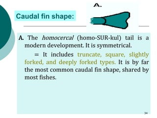 Caudal fin shape:
A. The homocercal (homo-SUR-kul) tail is a
modern development. It is symmetrical.
= It includes truncate, square, slightly
forked, and deeply forked types. It is by far
the most common caudal fin shape, shared by
most fishes.
34
 