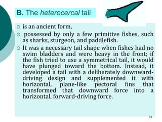 B. The heterocercal tail
 is an ancient form,
 possessed by only a few primitive fishes, such
as sharks, sturgeon, and paddlefish.
 It was a necessary tail shape when fishes had no
swim bladders and were heavy in the front; if
the fish tried to use a symmetrical tail, it would
have plunged toward the bottom. Instead, it
developed a tail with a deliberately downward-
driving design and supplemented it with
horizontal, plane-like pectoral fins that
transformed that downward force into a
horizontal, forward-driving force.
35
 