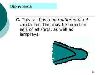 C. This tail has a non-differentiated
caudal fin. This may be found on
eels of all sorts, as well as
lampreys.
Diphycercal
36
 
