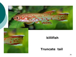 Truncate tail
killifish
38
 