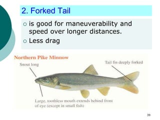 2. Forked Tail
 is good for maneuverability and
speed over longer distances.
 Less drag
39
 