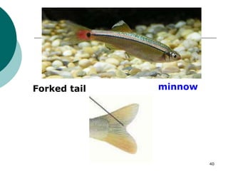 minnow
Forked tail
40
 