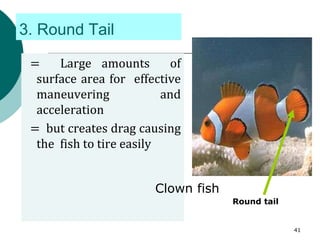 3. Round Tail
= Large amounts of
surface area for effective
maneuvering and
acceleration
= but creates drag causing
the fish to tire easily
Round tail
Clown fish
41
 