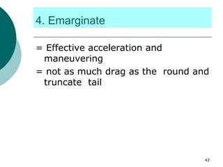 4. Emarginate
= Effective acceleration and
maneuvering
= not as much drag as the round and
truncate tail
42
 