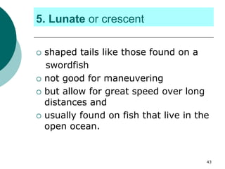 5. Lunate or crescent
 shaped tails like those found on a
swordfish
 not good for maneuvering
 but allow for great speed over long
distances and
 usually found on fish that live in the
open ocean.
43
 