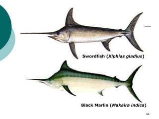 Swordfish (Xiphias gladius)
Black Marlin (Makaira indica)
44
 