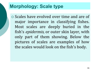 Morphology: Scale type
 Scales have evolved over time and are of
major importance in classifying fishes.
Most scales are deeply buried in the
fish's epidermis, or outer skin layer, with
only part of them showing. Below the
pictures of scales are examples of how
the scales would look on the fish's body.
46
 