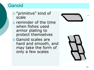Ganoid
 "primitive" kind of
scale
 reminder of the time
when fishes used
armor plating to
protect themselves
 Ganoid scales are
hard and smooth, and
may take the form of
only a few scales
47
 