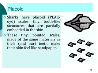 Placoid
 Sharks have placoid (PLAK-
oyd) scales: tiny, tooth-like
structures that are partially
embedded in the skin.
 These tiny, pointed scales,
made of the same materials as
their (and our) teeth, make
their skin feel like sandpaper.
48
 