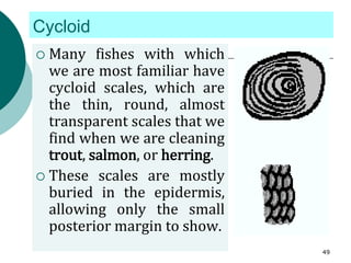 Cycloid
 Many fishes with which
we are most familiar have
cycloid scales, which are
the thin, round, almost
transparent scales that we
find when we are cleaning
trout, salmon, or herring.
 These scales are mostly
buried in the epidermis,
allowing only the small
posterior margin to show.
49
 