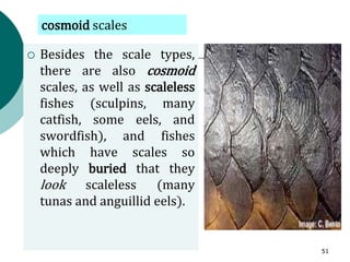  Besides the scale types,
there are also cosmoid
scales, as well as scaleless
fishes (sculpins, many
catfish, some eels, and
swordfish), and fishes
which have scales so
deeply buried that they
look scaleless (many
tunas and anguillid eels).
cosmoid scales
51
 