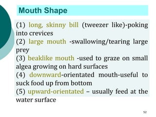 Mouth Shape
(1) long, skinny bill (tweezer like)-poking
into crevices
(2) large mouth -swallowing/tearing large
prey
(3) beaklike mouth -used to graze on small
algea growing on hard surfaces
(4) downward-orientated mouth-useful to
suck food up from bottom
(5) upward-orientated – usually feed at the
water surface
52
 