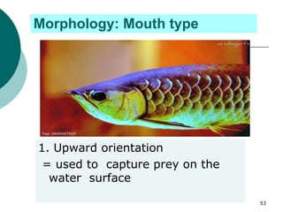Morphology: Mouth type
1. Upward orientation
= used to capture prey on the
water surface
53
 