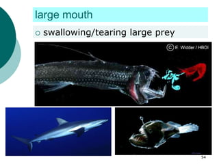 large mouth
 swallowing/tearing large prey
54
 