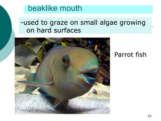 beaklike mouth
-used to graze on small algae growing
on hard surfaces
Parrot fish
55
 