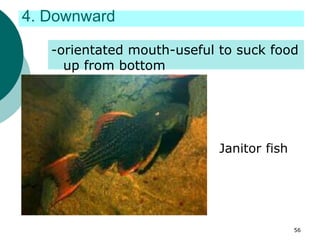4. Downward
-orientated mouth-useful to suck food
up from bottom
Janitor fish
56
 