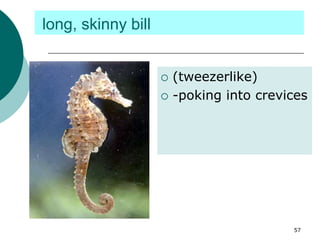 long, skinny bill
 (tweezerlike)
 -poking into crevices
57
 
