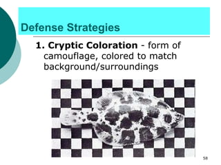 Defense Strategies
1. Cryptic Coloration - form of
camouflage, colored to match
background/surroundings
58
 
