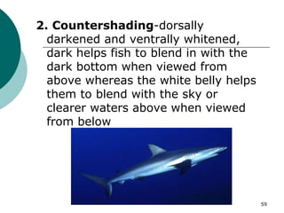 2. Countershading-dorsally
darkened and ventrally whitened,
dark helps fish to blend in with the
dark bottom when viewed from
above whereas the white belly helps
them to blend with the sky or
clearer waters above when viewed
from below
59
 