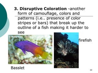 3. Disruptive Coloration -another
form of camouflage, colors and
patterns (i.e.. presence of color
stripes or bars) that break up the
outline of a fish making it harder to
see
Basslet
firefish
60
 