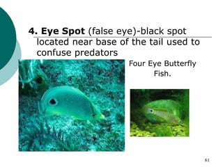 4. Eye Spot (false eye)-black spot
located near base of the tail used to
confuse predators
Four Eye Butterfly
Fish.
61
 